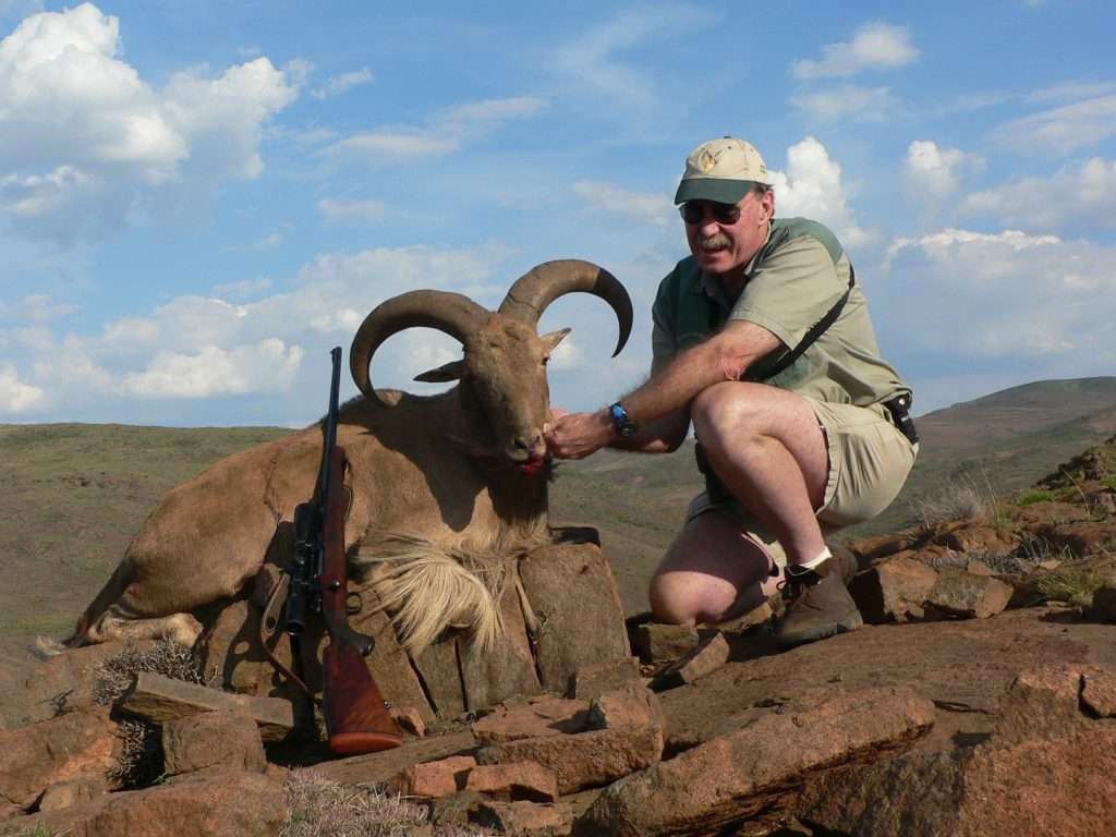 Barbary Sheep