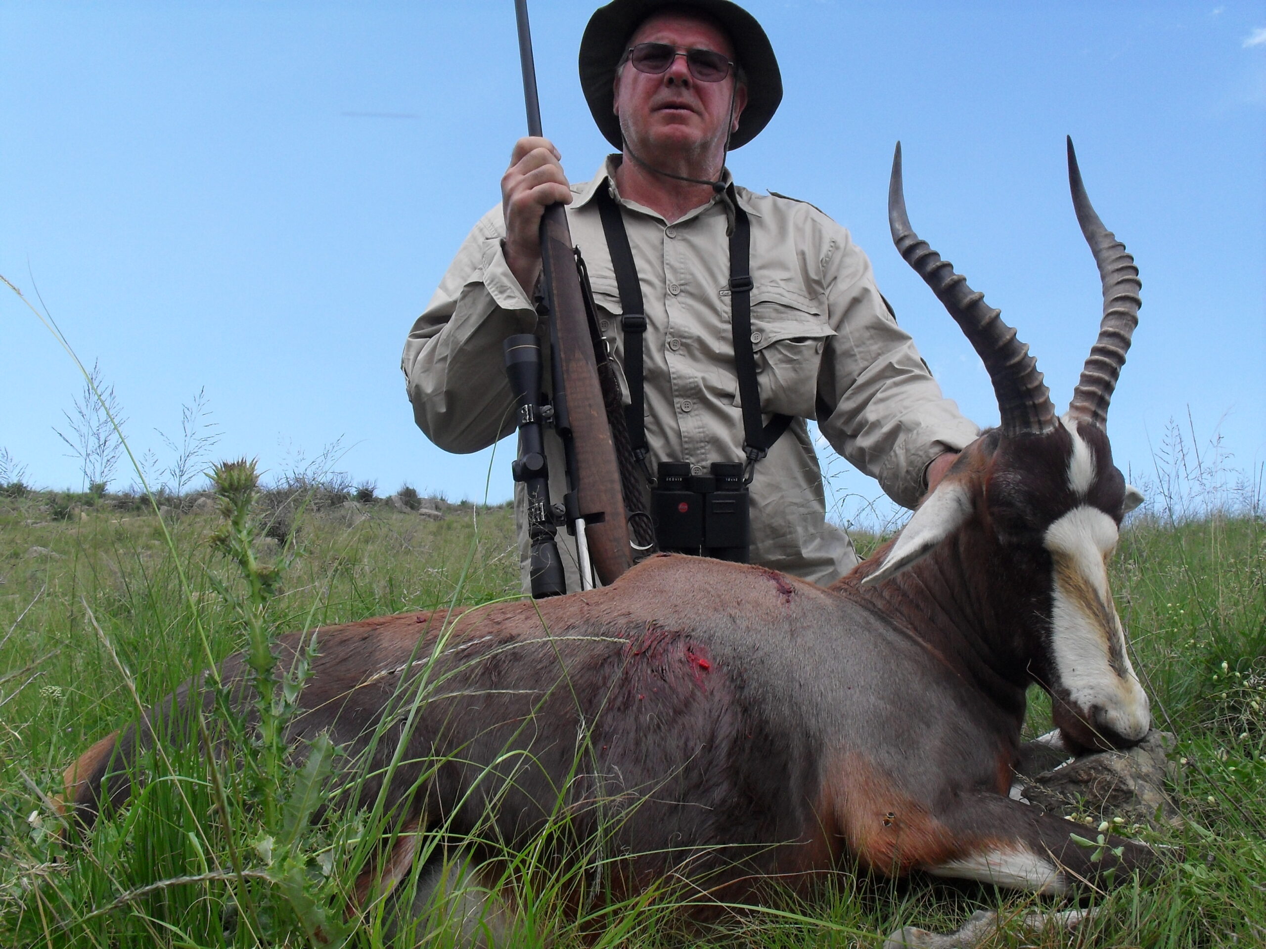 Blesbuck