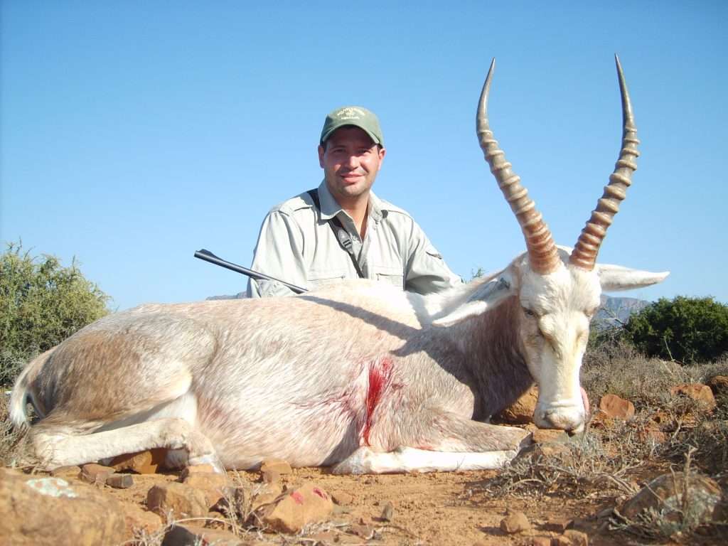 Blesbuck - White - Non Trophy