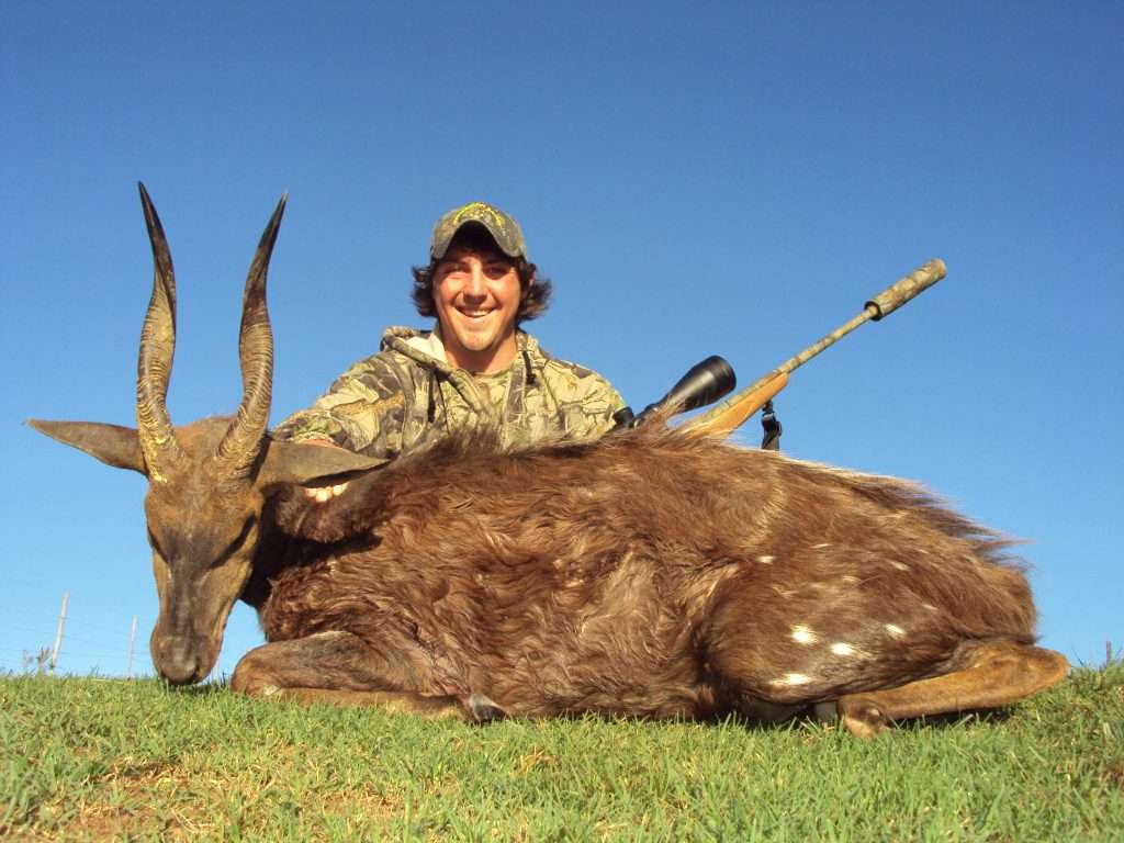 Bushbuck
