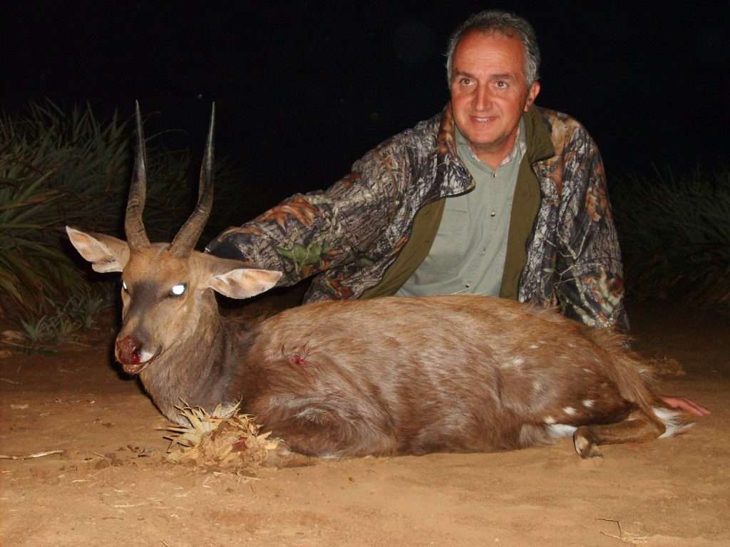 Bushbuck