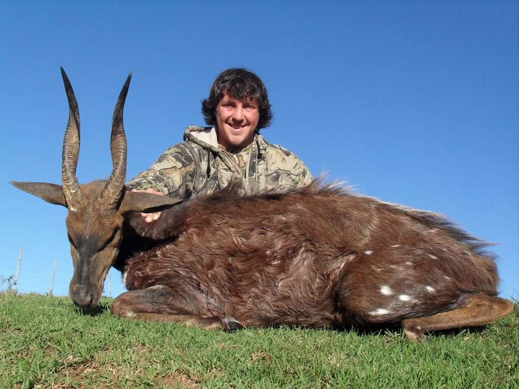 Bushbuck