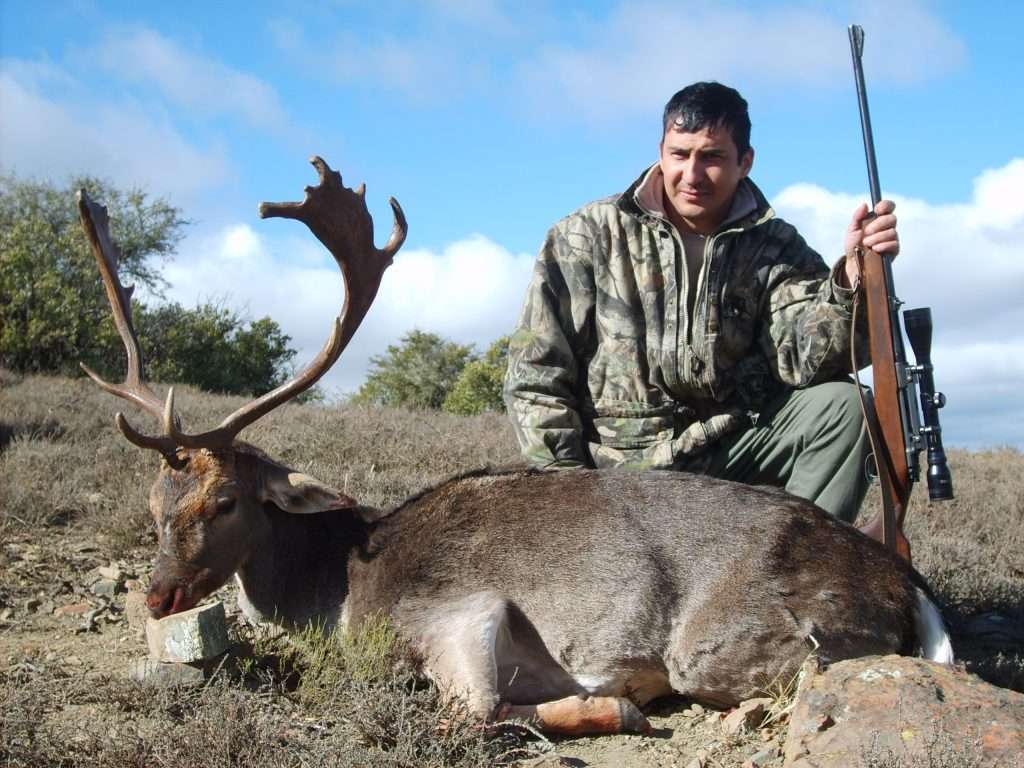 Fallow Deer - Non Trophy
