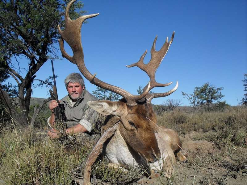 Fallow Deer - Non Trophy