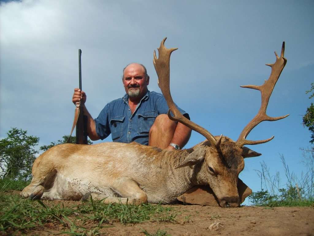 Fallow Deer - Non Trophy