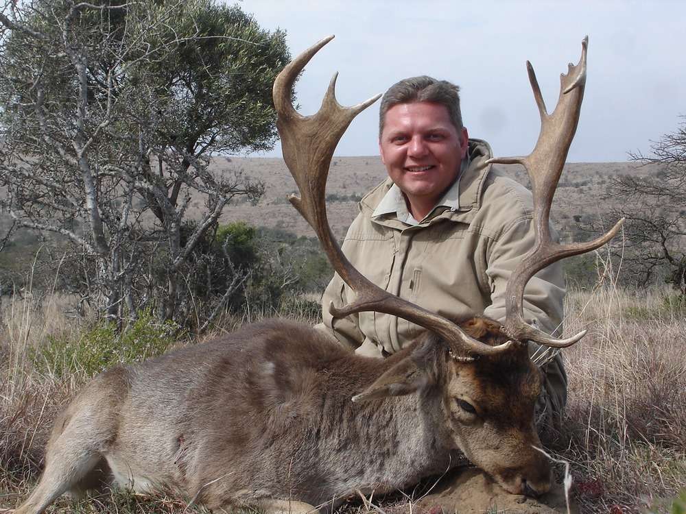 Fallow Deer - Non Trophy