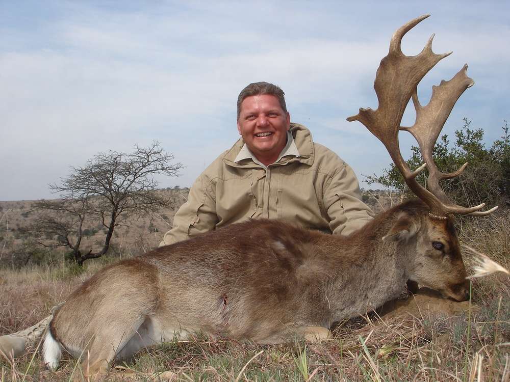 Fallow Deer - Non Trophy