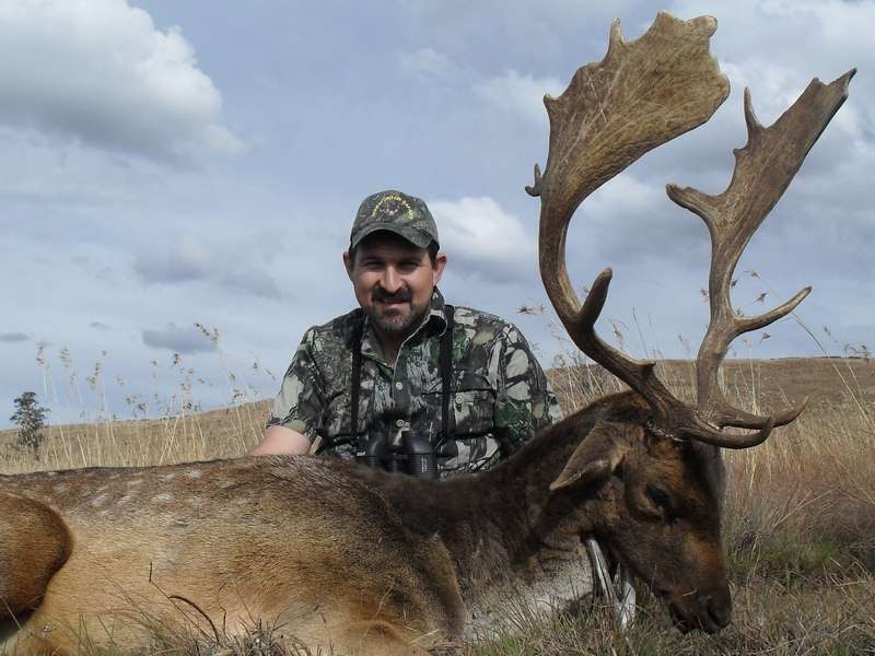 Fallow Deer - Non Trophy