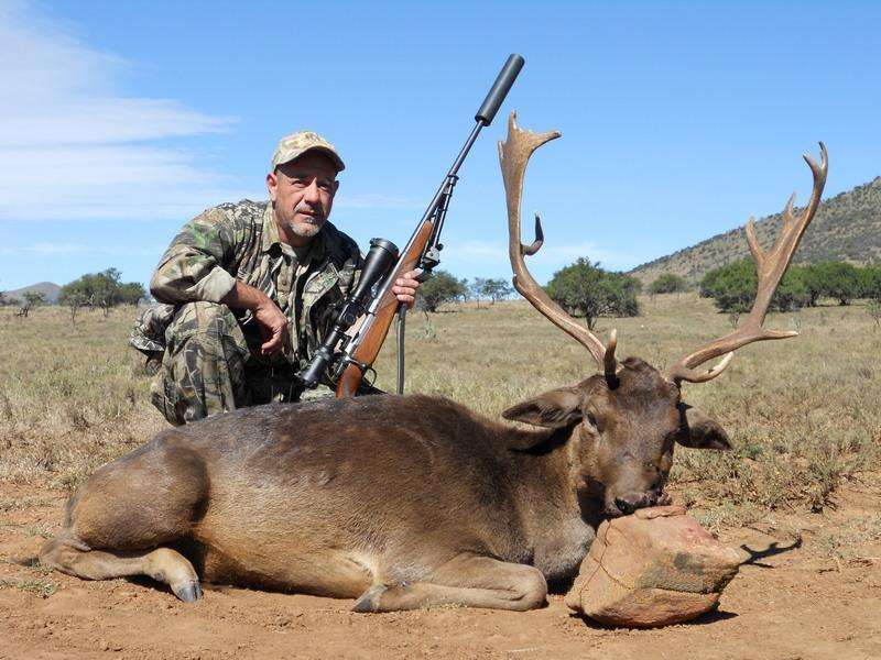 Fallow Deer - Non Trophy