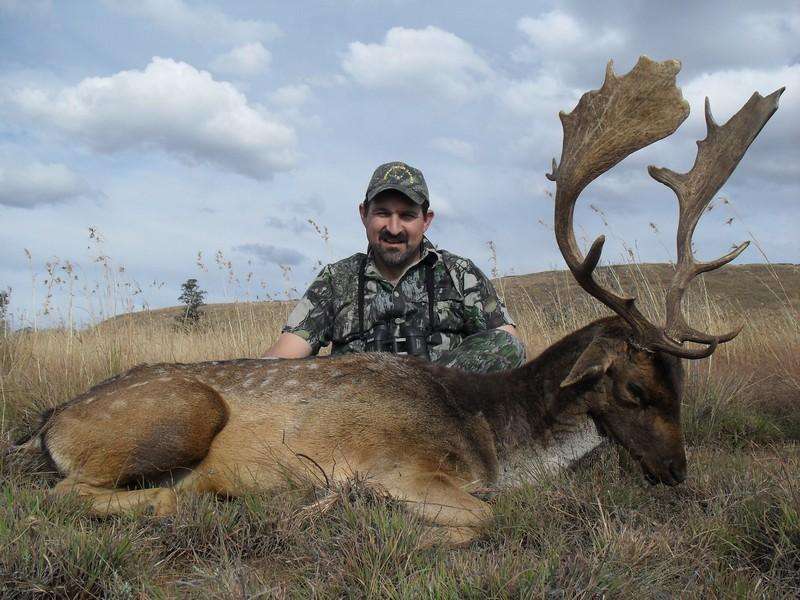 Fallow Deer - Non Trophy