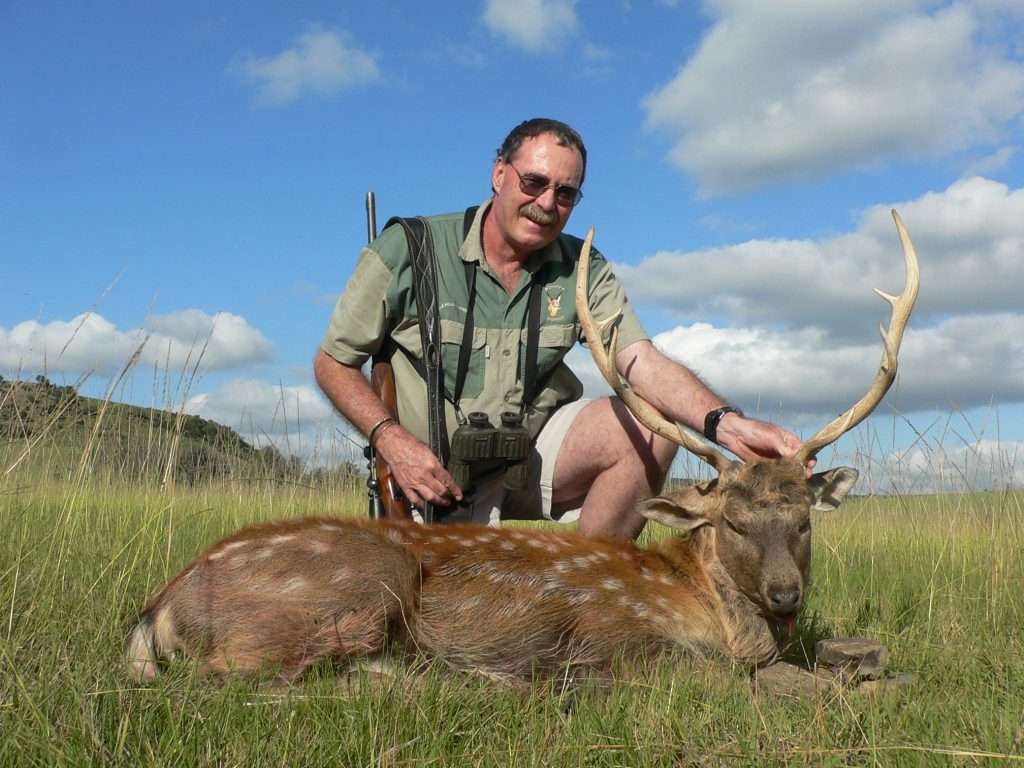 Fallow Deer - Non Trophy