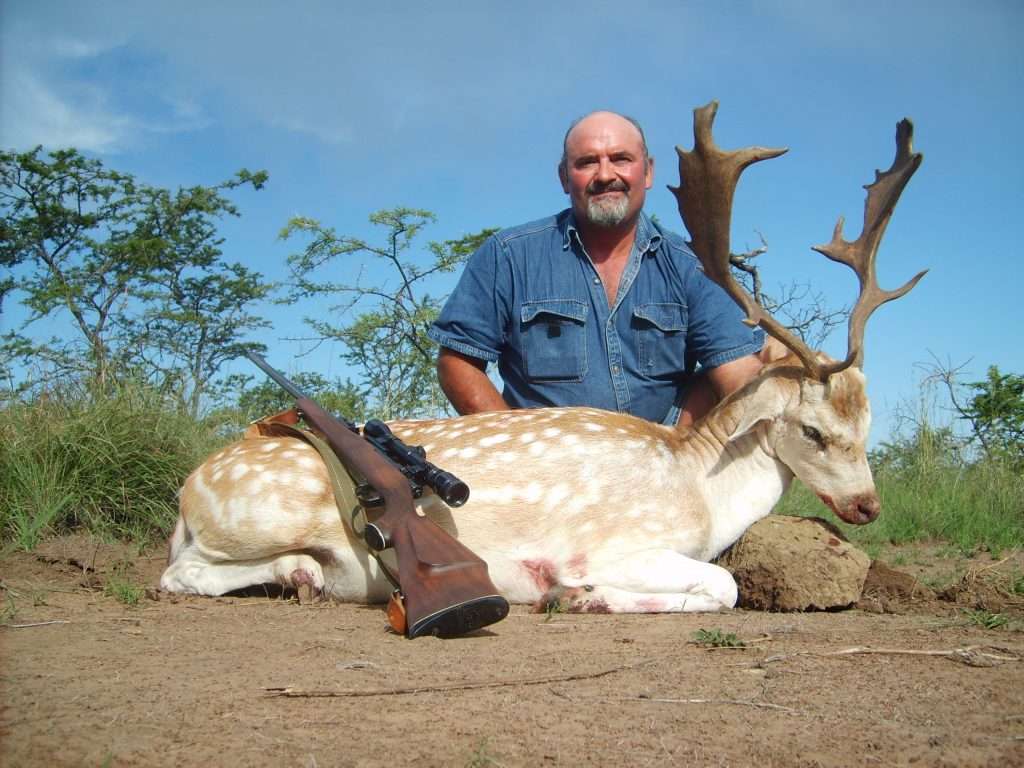 Fallow Deer - Non Trophy