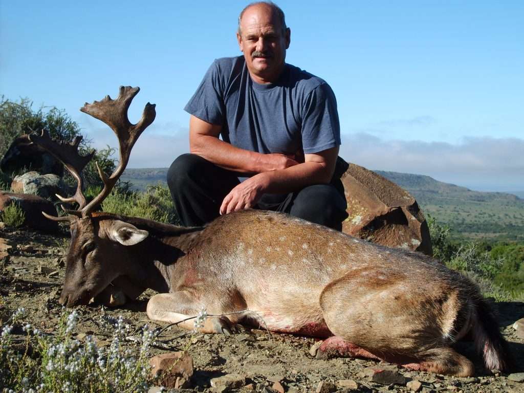 Fallow Deer - Non Trophy