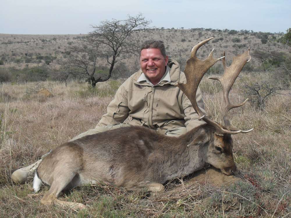 Fallow Deer - Non Trophy