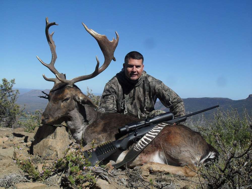 Fallow Deer - Non Trophy