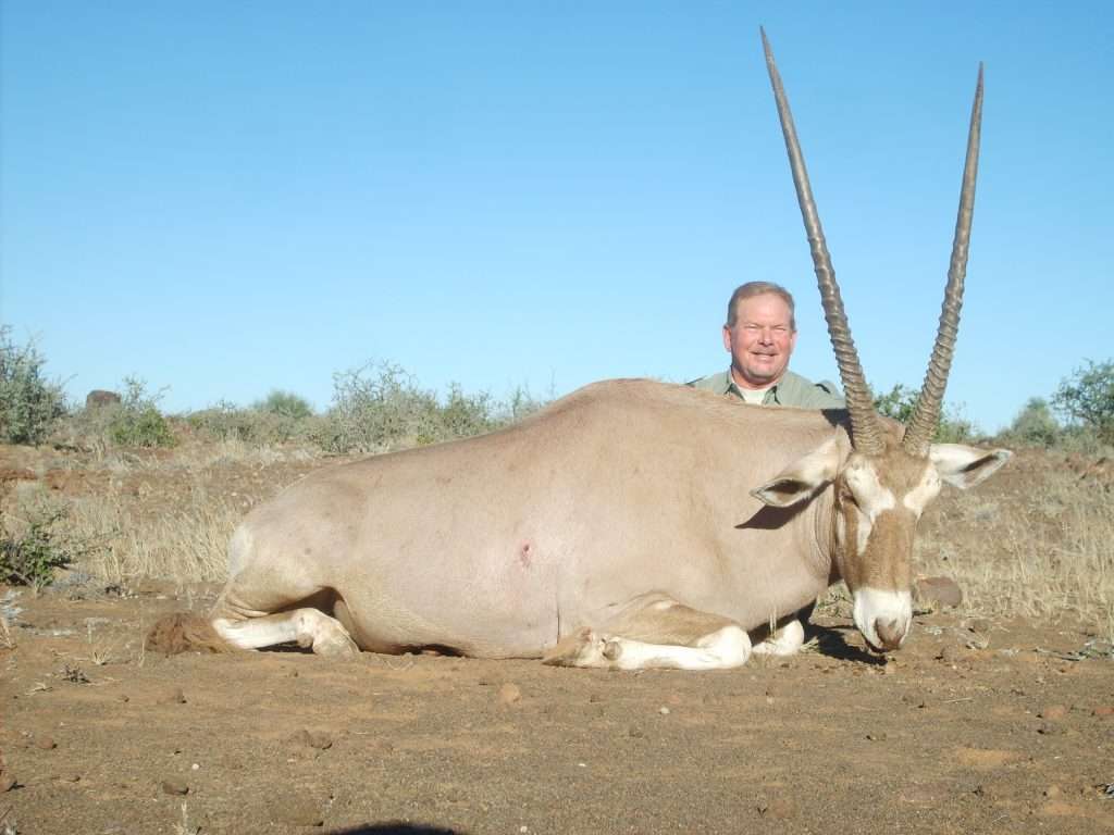 Gemsbuck Golden