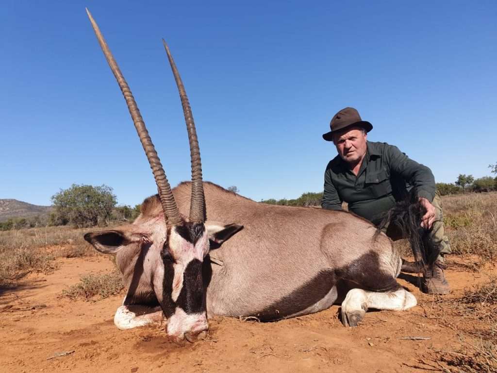 Gemsbuck