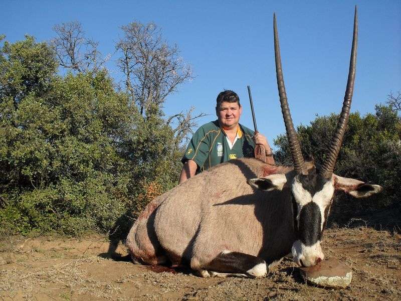 Gemsbuck
