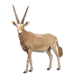 Gemsbuck Golden