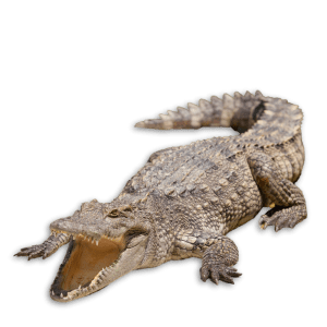 African Crocodile