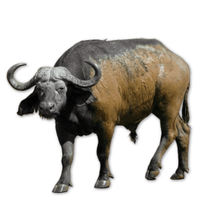 Buffalo