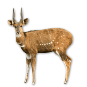 Bushbuck