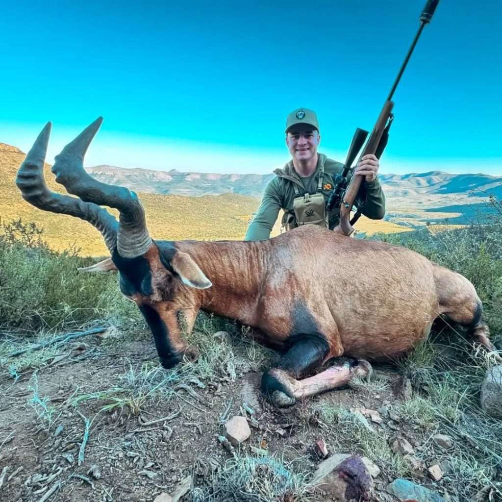 Red Hartebeest - Non Trophy