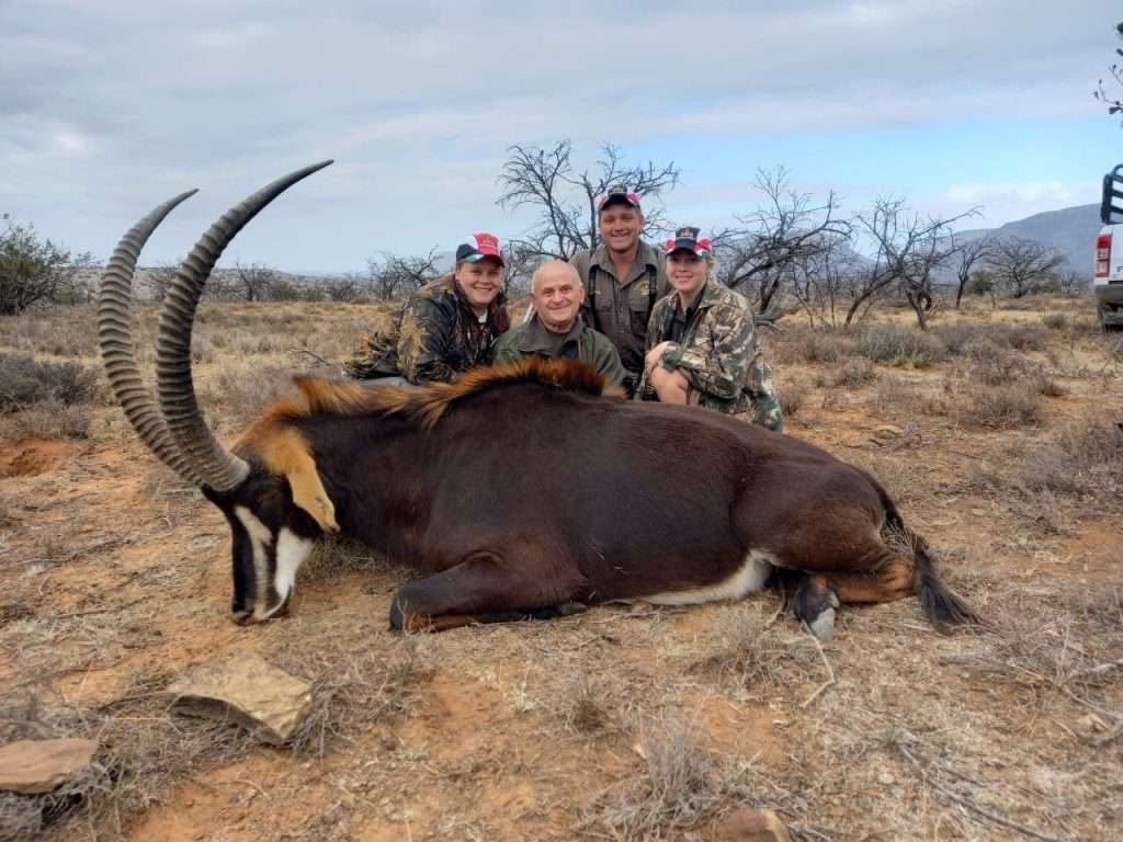 Sable - Non Trophy
