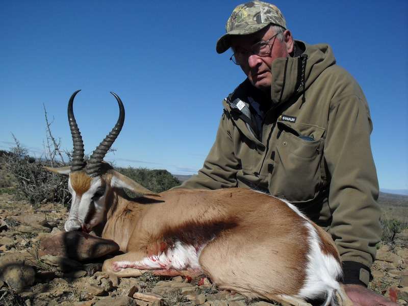 Springbuck - Cape