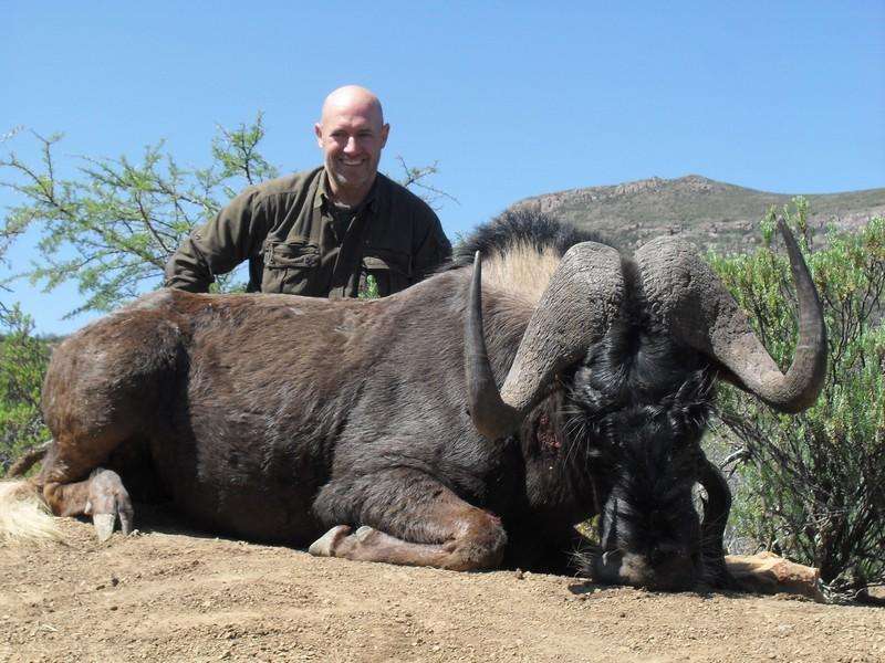 Wildebeest - Black - Non Trophy