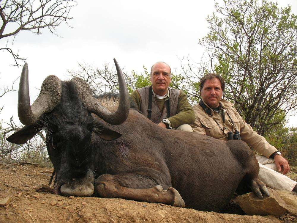 Wildebeest - Black - Non Trophy