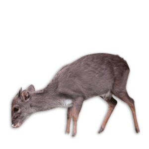 Duiker - Blue