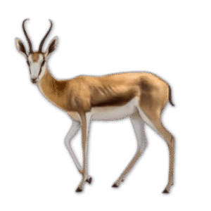 Springbuck - Cape - Non Trophy
