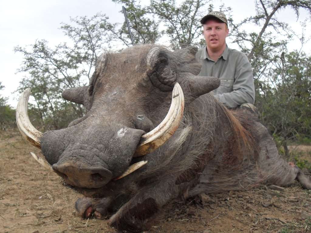 Warthog - Non Trophy