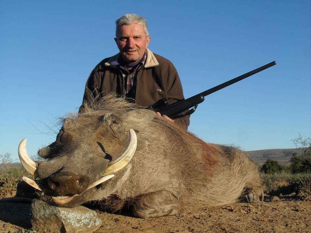 Warthog - Non Trophy