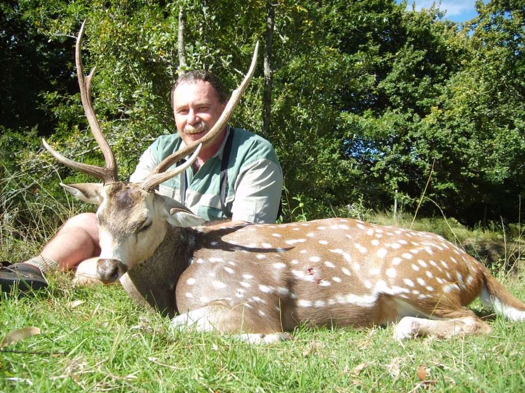 Axis Deer