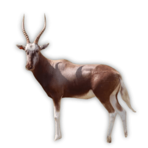 Blesbuck - Copper