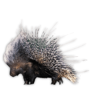 Porcupine