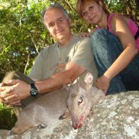 Blue duiker - Hoeksfontein Safaris (1)