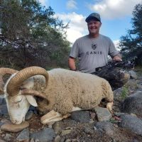 Damara Sheep - - Hoeksfontein Safaris - Trophy Hunting - South Africa (4)