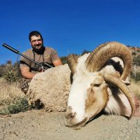 Damera sheep - Hoeksfontein Safari - South Africa