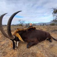 sable hunting south africa 2025
